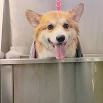 A happy corgi enjoying bath time during grooming