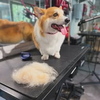 A corgi being groomed on the table