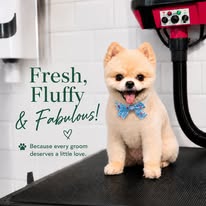 A groomed Pomeranian with a bow tie — 'Fresh, Fluffy & Fabulous'