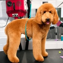 A golden doodle standing groomed and fluffy on the Pet Garden grooming table