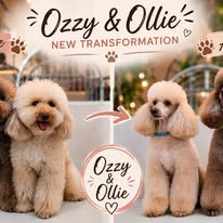 Two poodles, Ozzy and Ollie, after their grooming transformation