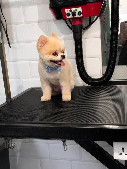 A freshly groomed Pomeranian with a bow tie on the salon table
