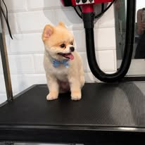 A fluffy Pomeranian sitting on the grooming table