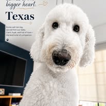 A white poodle named Texas after grooming