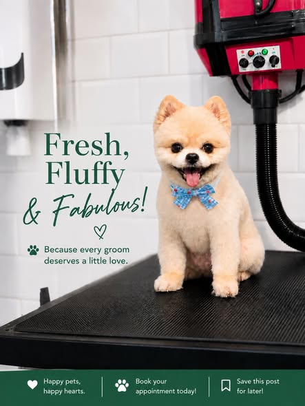 A freshly groomed Pomeranian with a blue bow tie sitting on the grooming table at Pet Garden